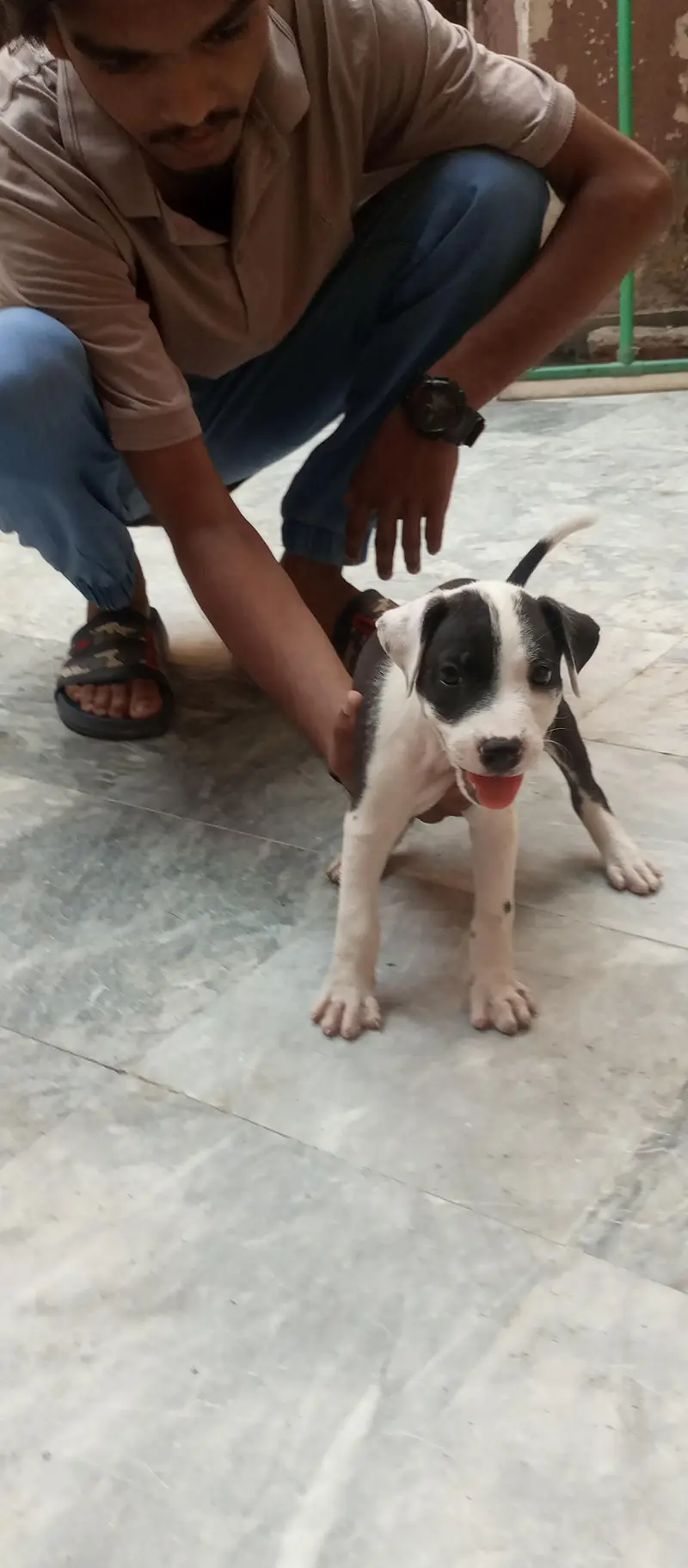 pitbulll puppy for urgent sale — photo 6