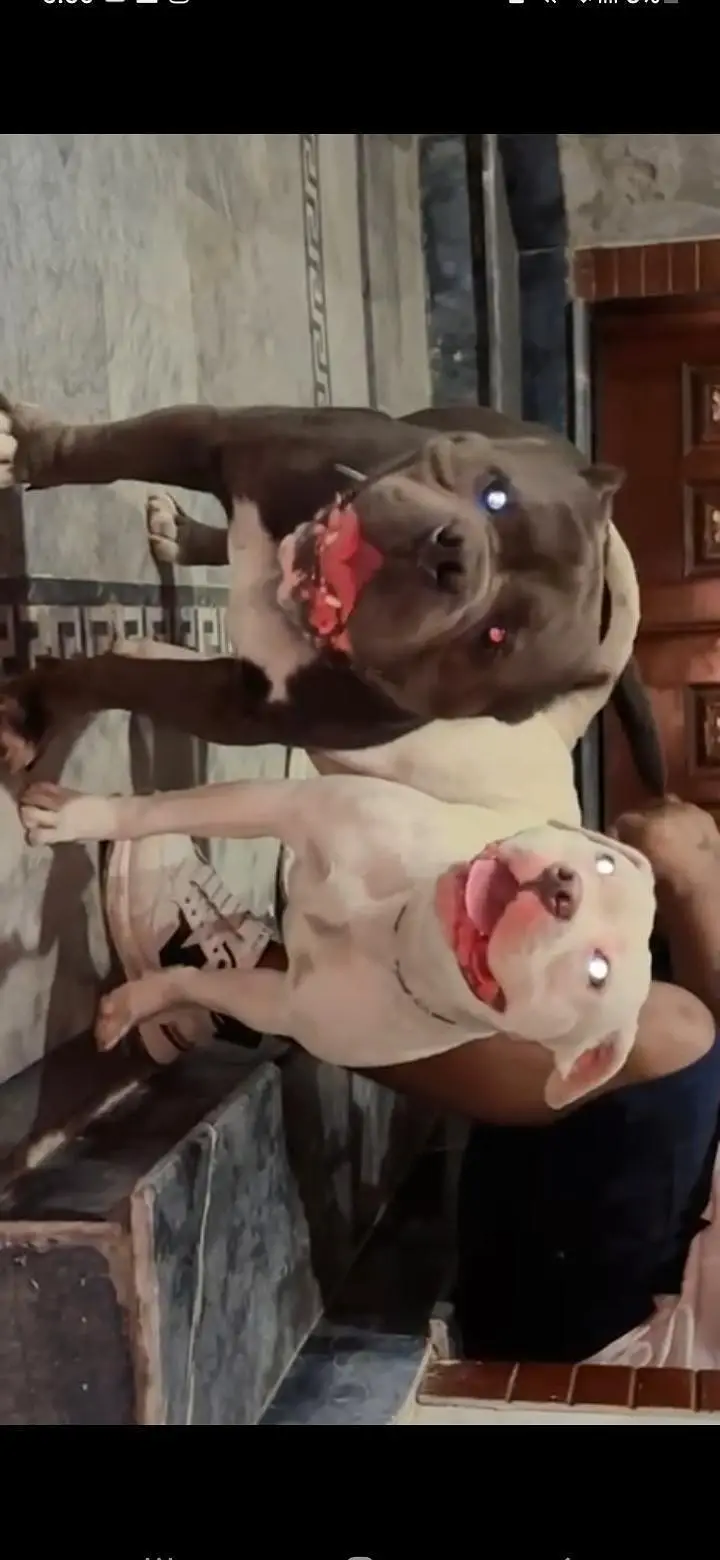 pitbulll puppy for urgent sale — photo 8