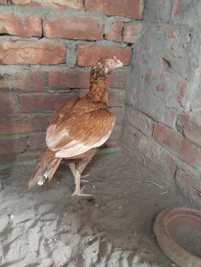 Aseel hen for sail