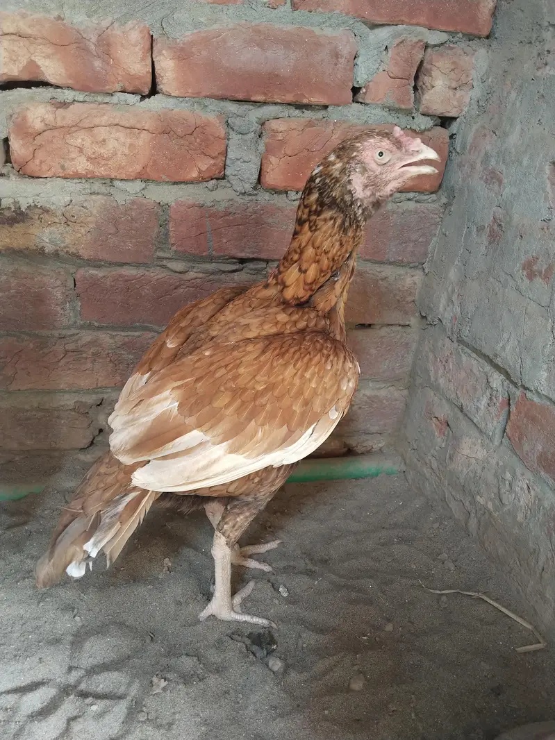 Aseel hen for sail — photo 2
