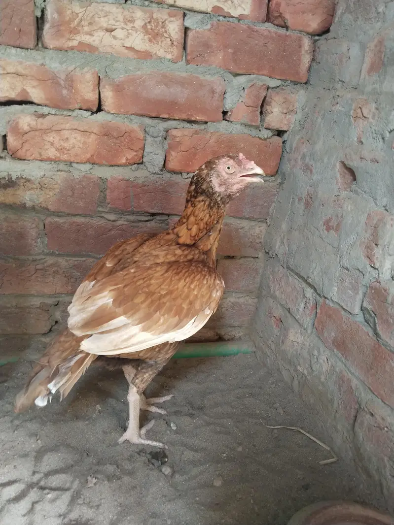 Aseel hen for sail — photo 3