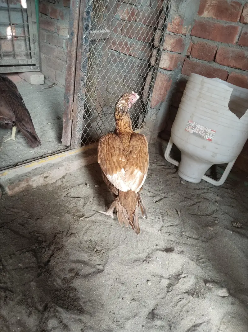 Aseel hen for sail — photo 4