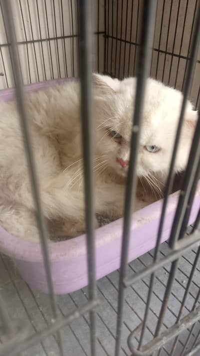 Beautiful Pure Persian Cat Pair – Vaccinated & 10 Months Old 