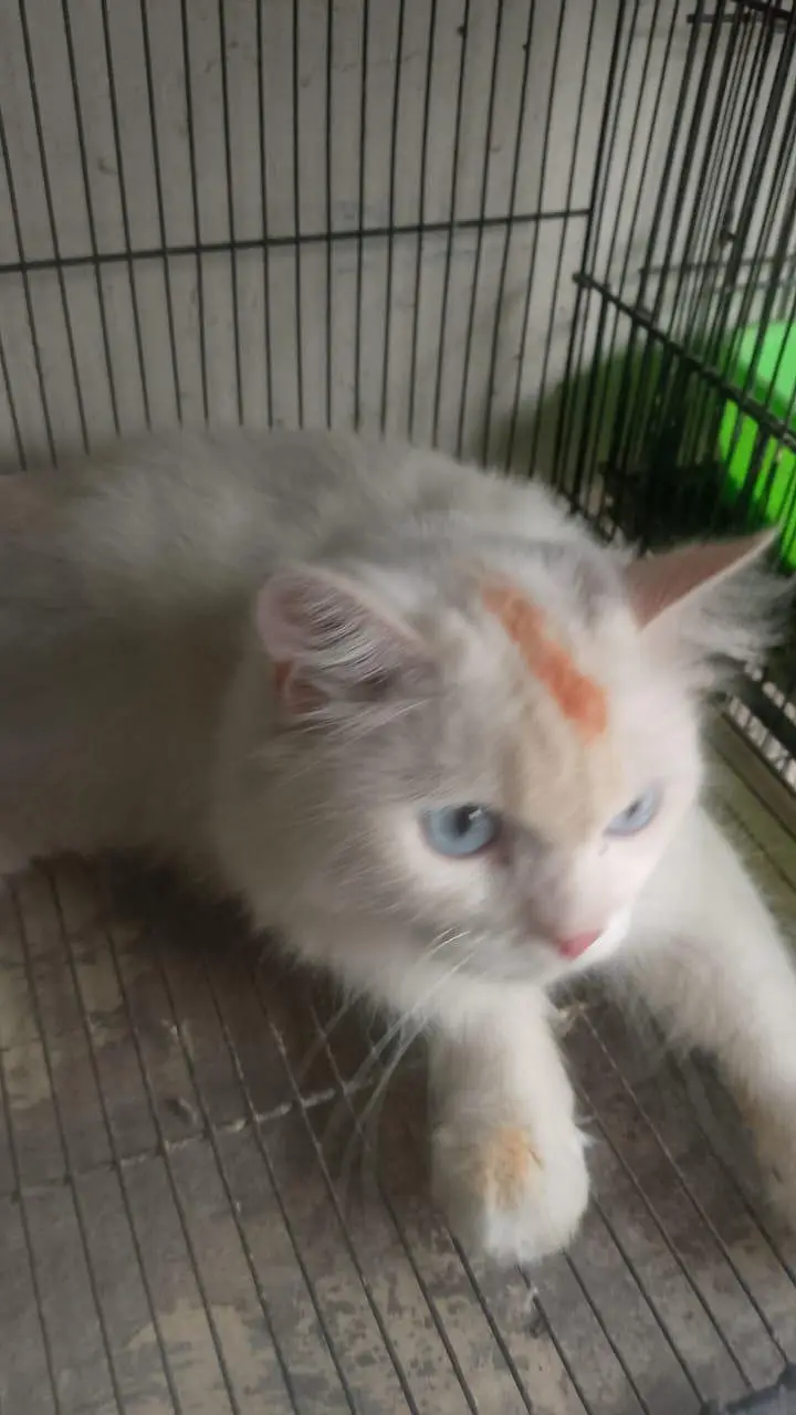 Beautiful Pure Persian Cat Pair – Vaccinated & 10 Months Old  — photo 2