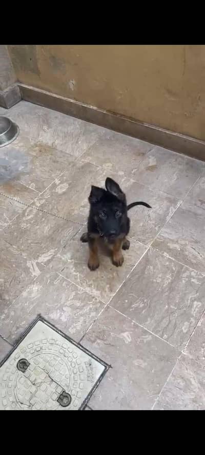 German Shepherd Single