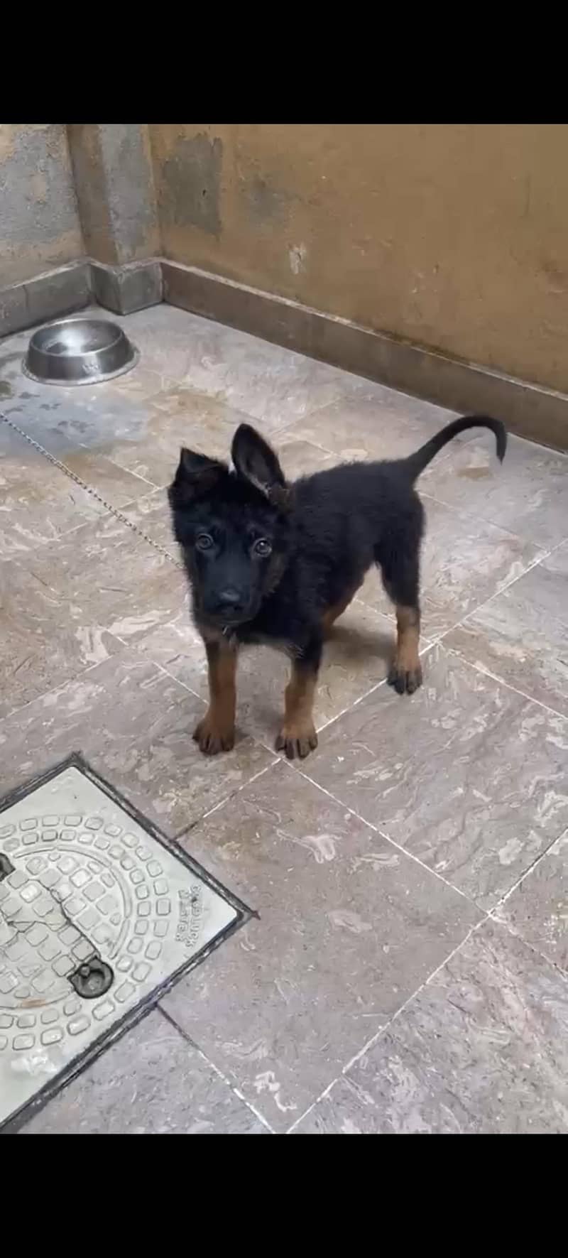 German Shepherd Single 1
