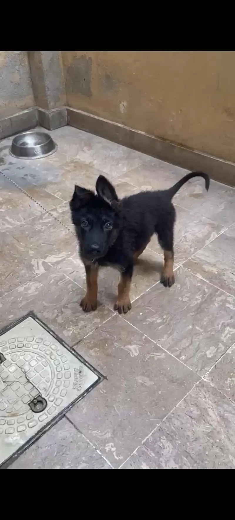 German Shepherd Single — photo 2