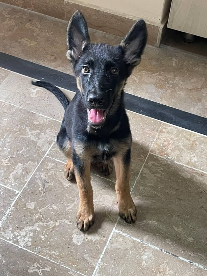 German Shepherd Single 2