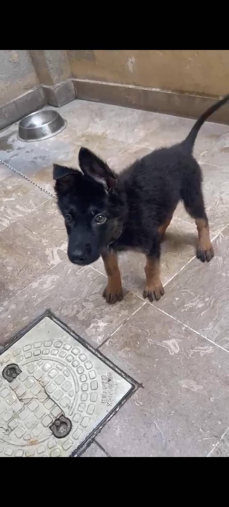 German Shepherd Single 3