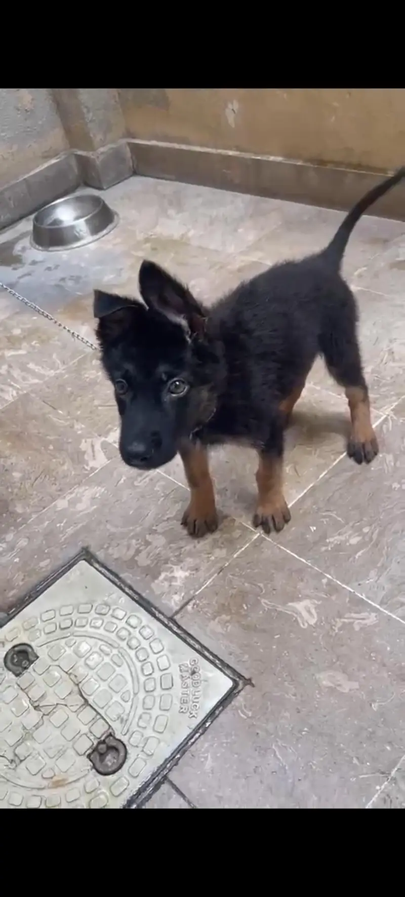 German Shepherd Single — photo 4