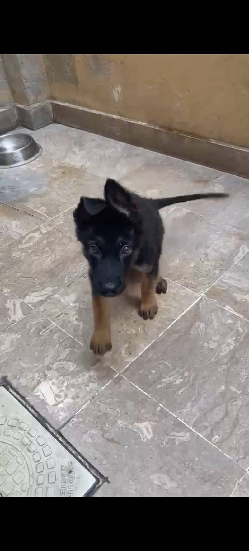 German Shepherd Single 4