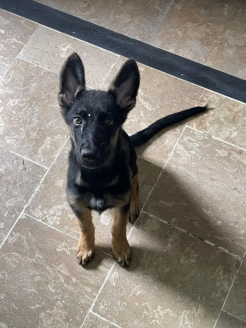 German Shepherd Single — photo 6