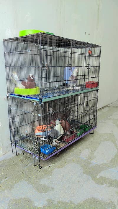 Pigeons For Sale with Cage