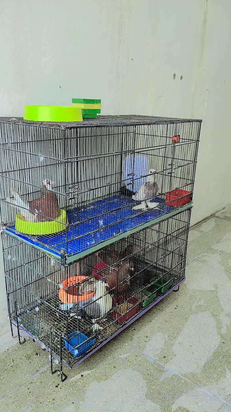 Pigeons For Sale with Cage — photo 2
