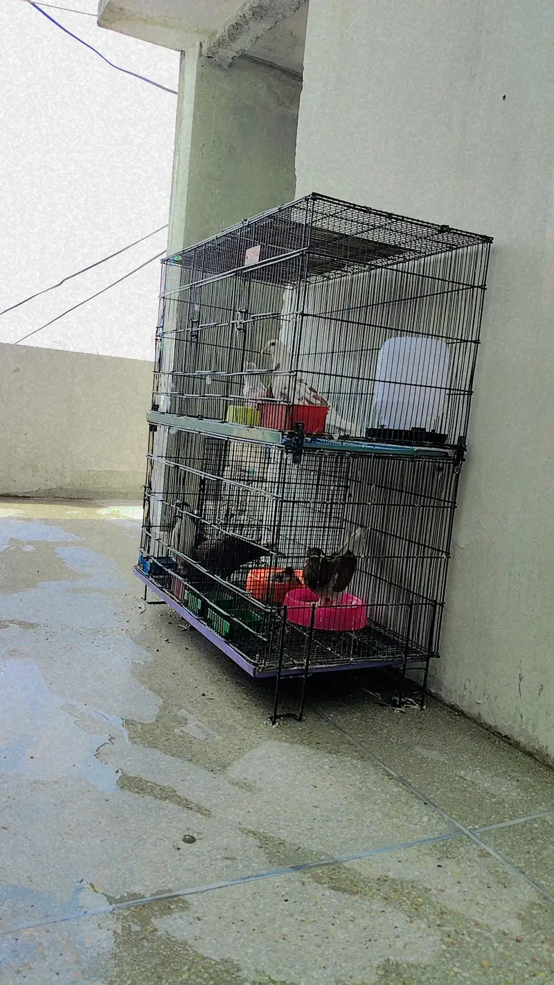 Pigeons For Sale with Cage — photo 3