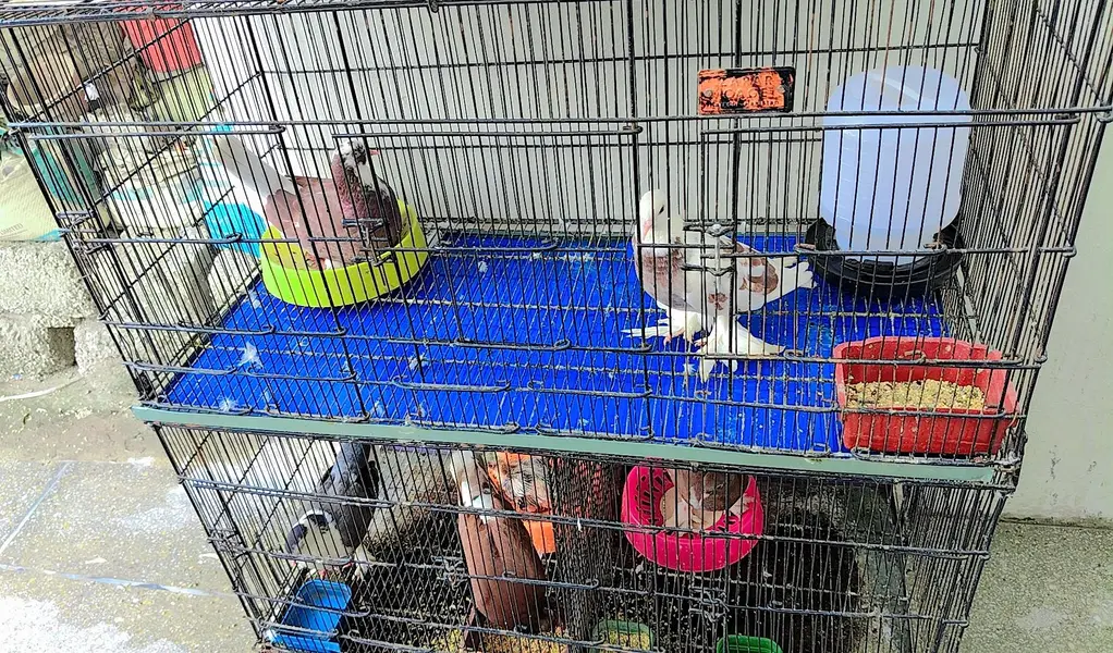 Pigeons For Sale with Cage — photo 4