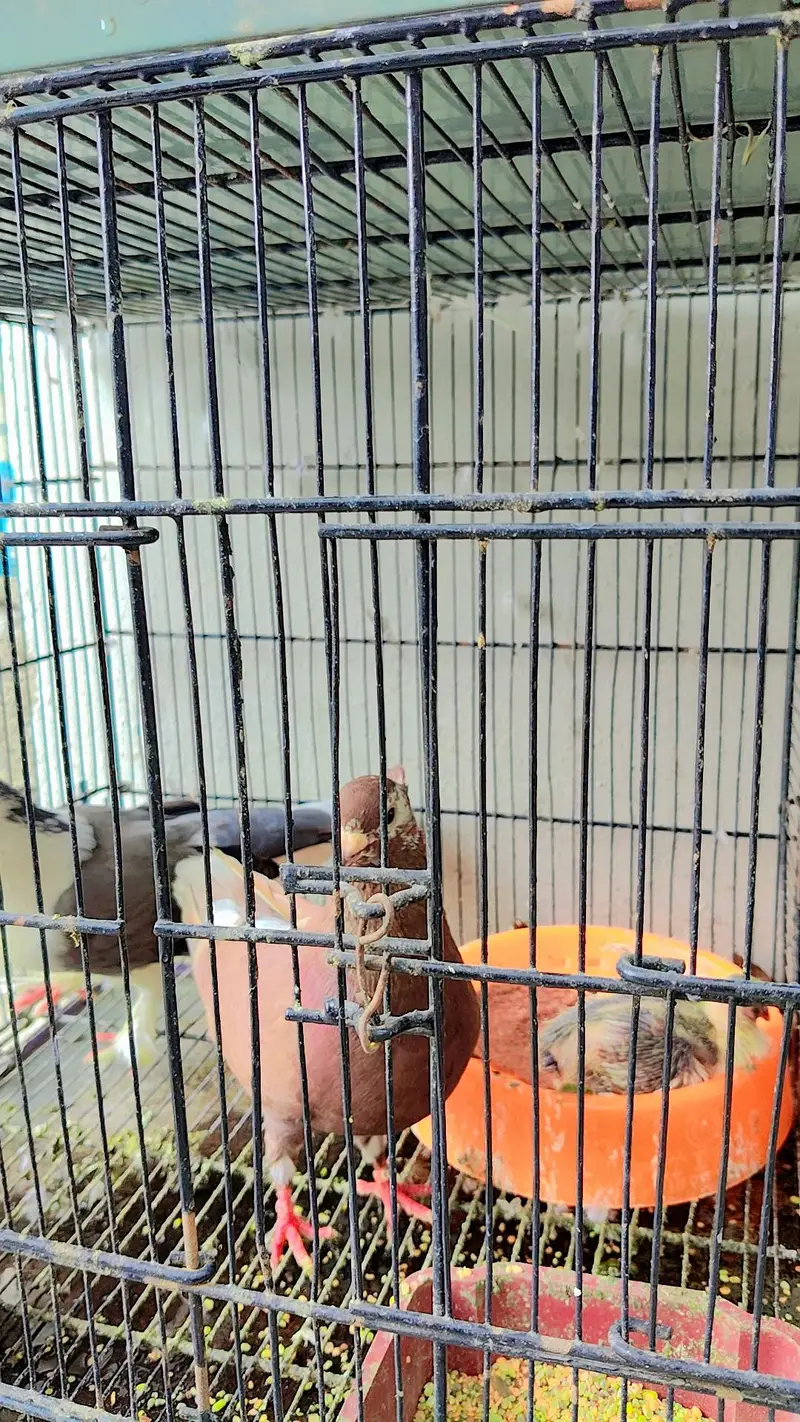 Pigeons For Sale with Cage — photo 5
