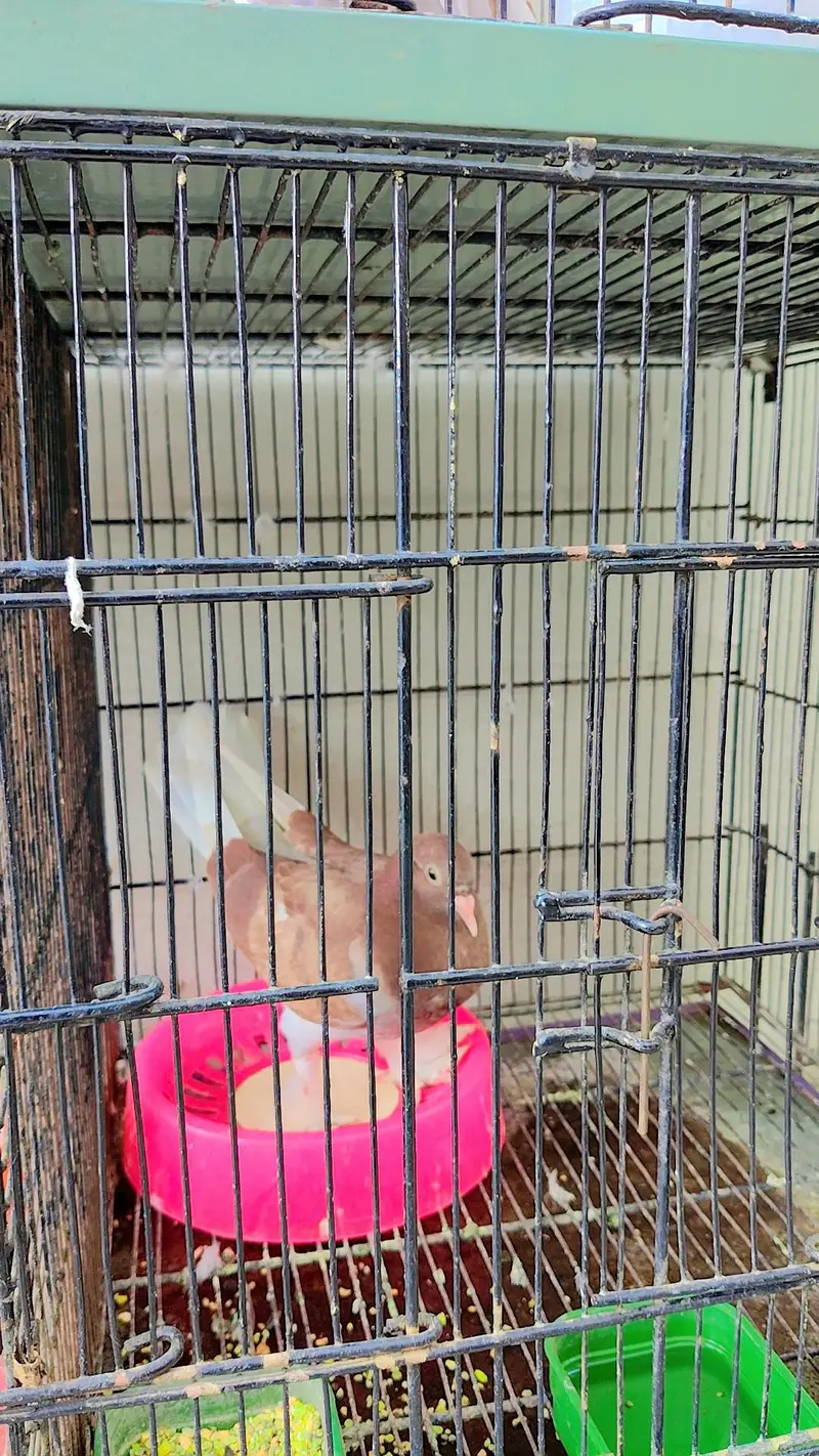 Pigeons For Sale with Cage — photo 6