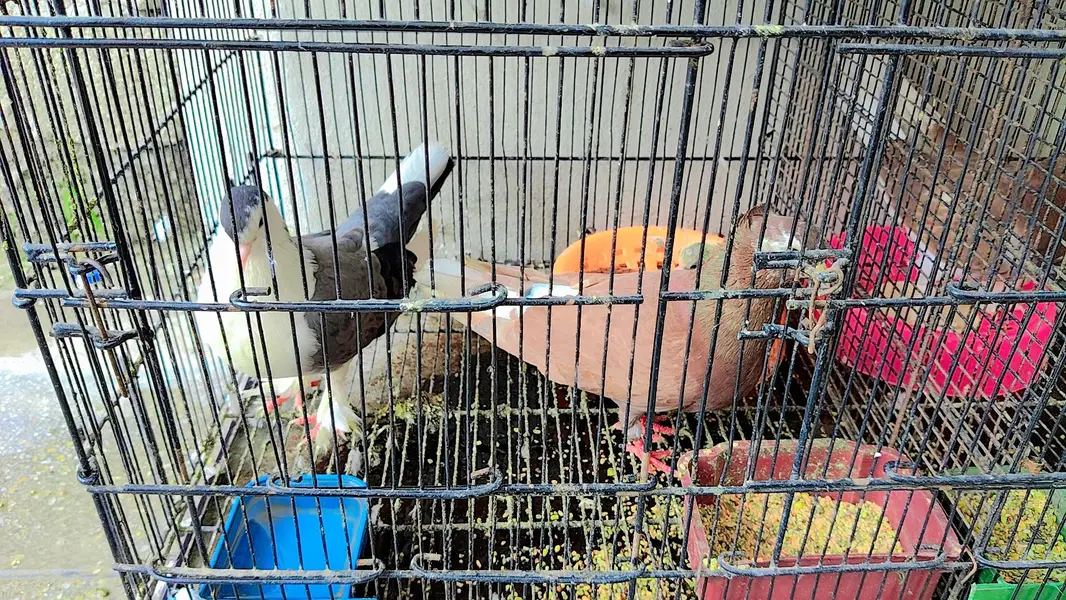Pigeons For Sale with Cage — photo 7