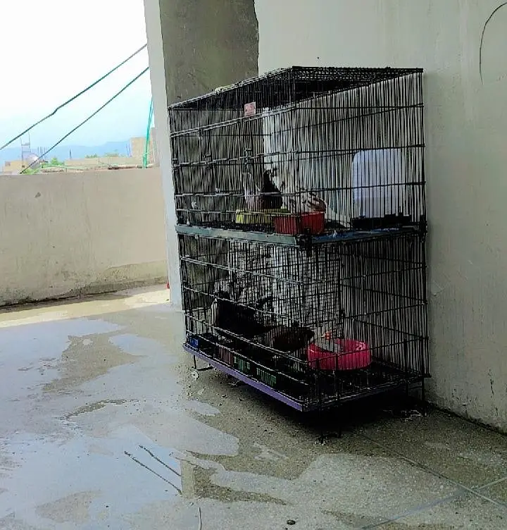 Pigeons For Sale with Cage — photo 8