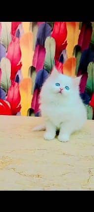 Persian cat for sale male or female my WhatsApp3093105682