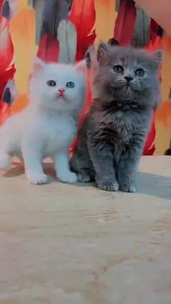 Persian cat for sale male or female my WhatsApp3093105682 — photo 2