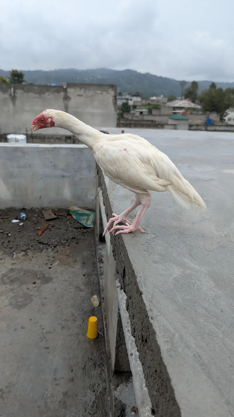 heera — photo 3