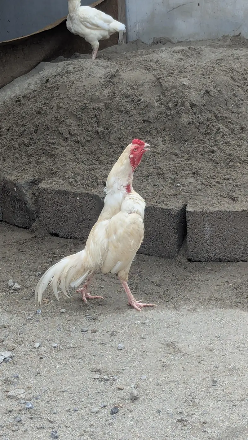 heera — photo 5
