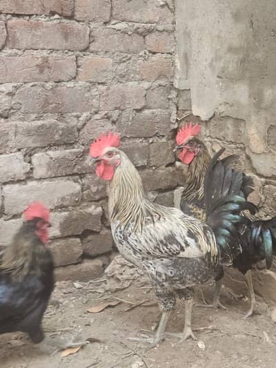 Australop Rooster (murgha)