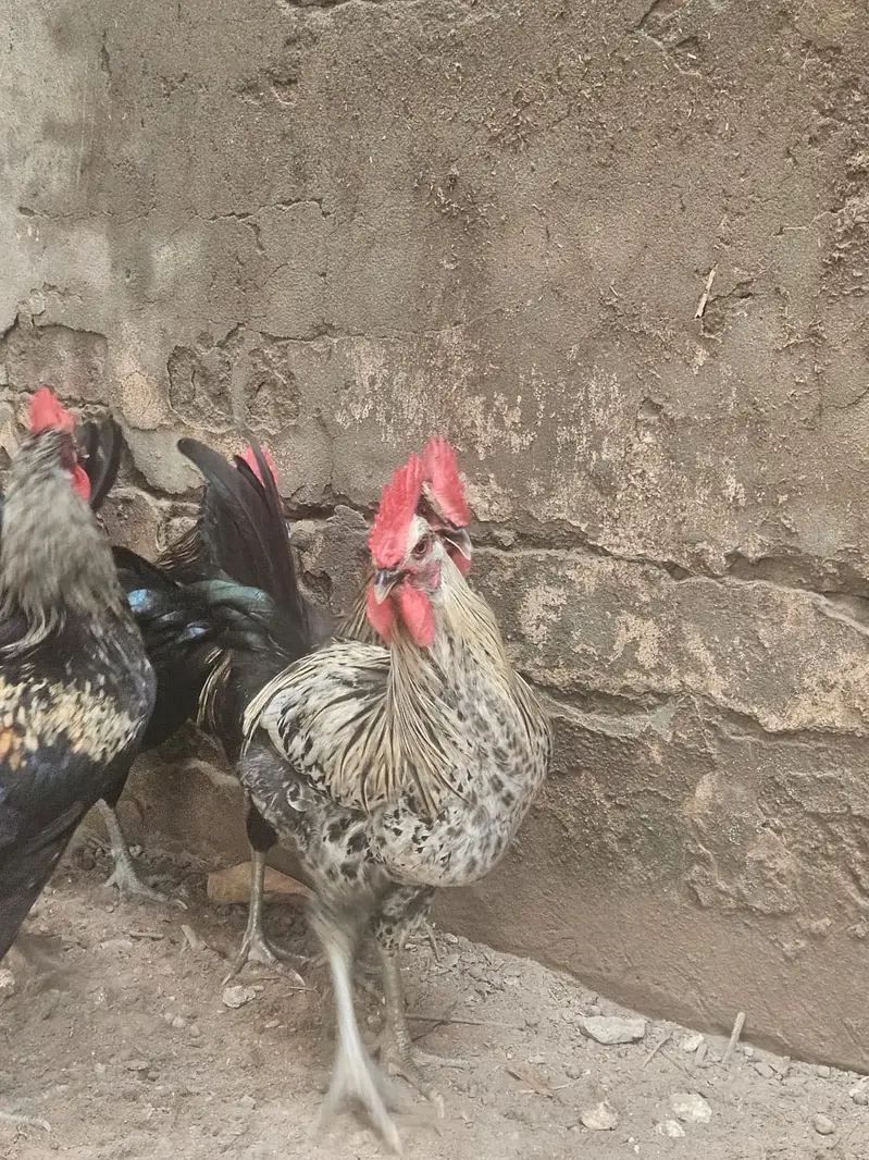 Australop Rooster (murgha) — photo 2