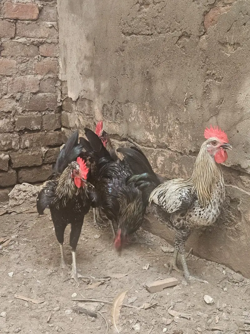 Australop Rooster (murgha) — photo 3
