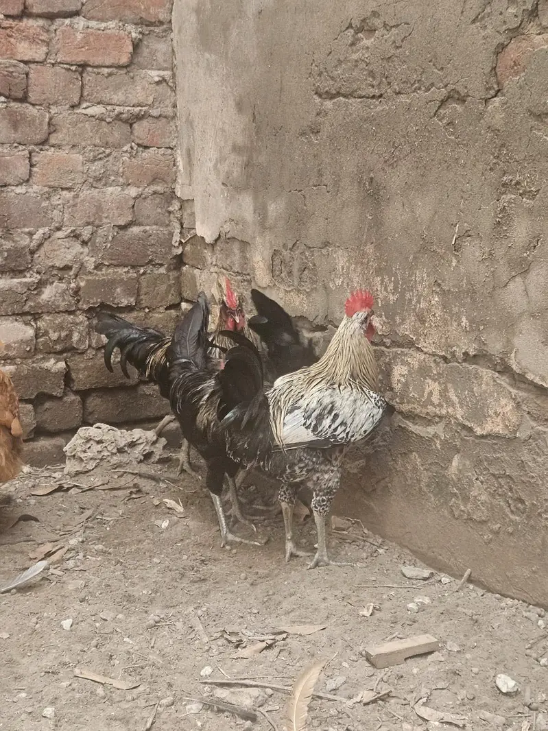 Australop Rooster (murgha) — photo 4