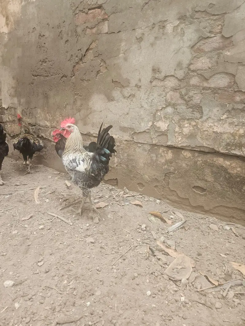 Australop Rooster (murgha) — photo 5