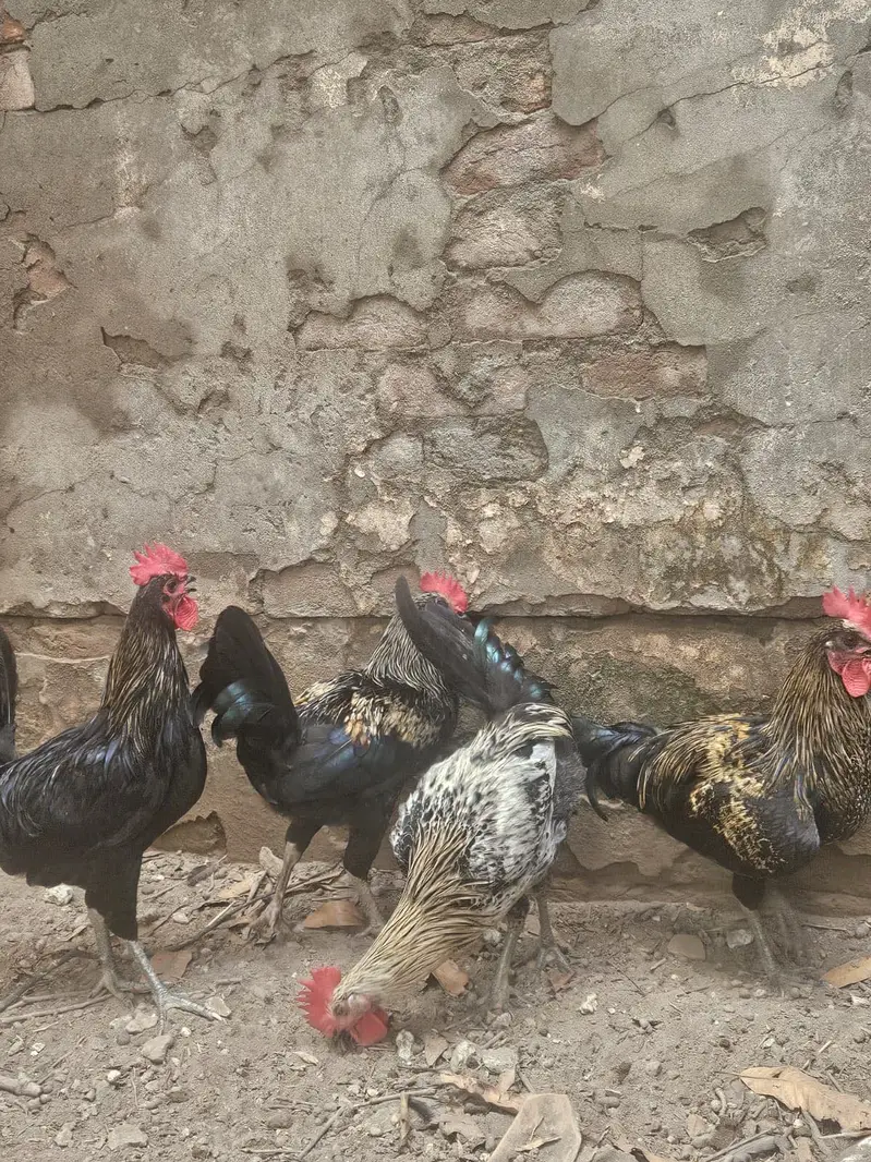 Australop Rooster (murgha) — photo 6