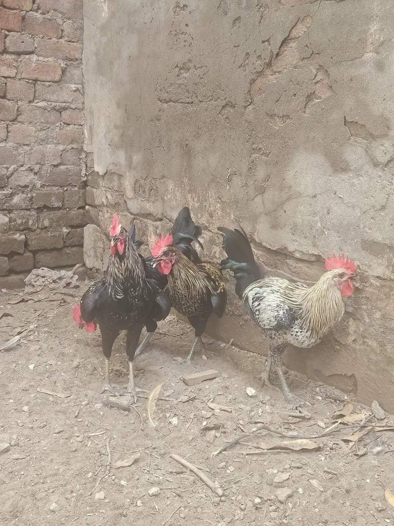 Australop Rooster (murgha) — photo 7