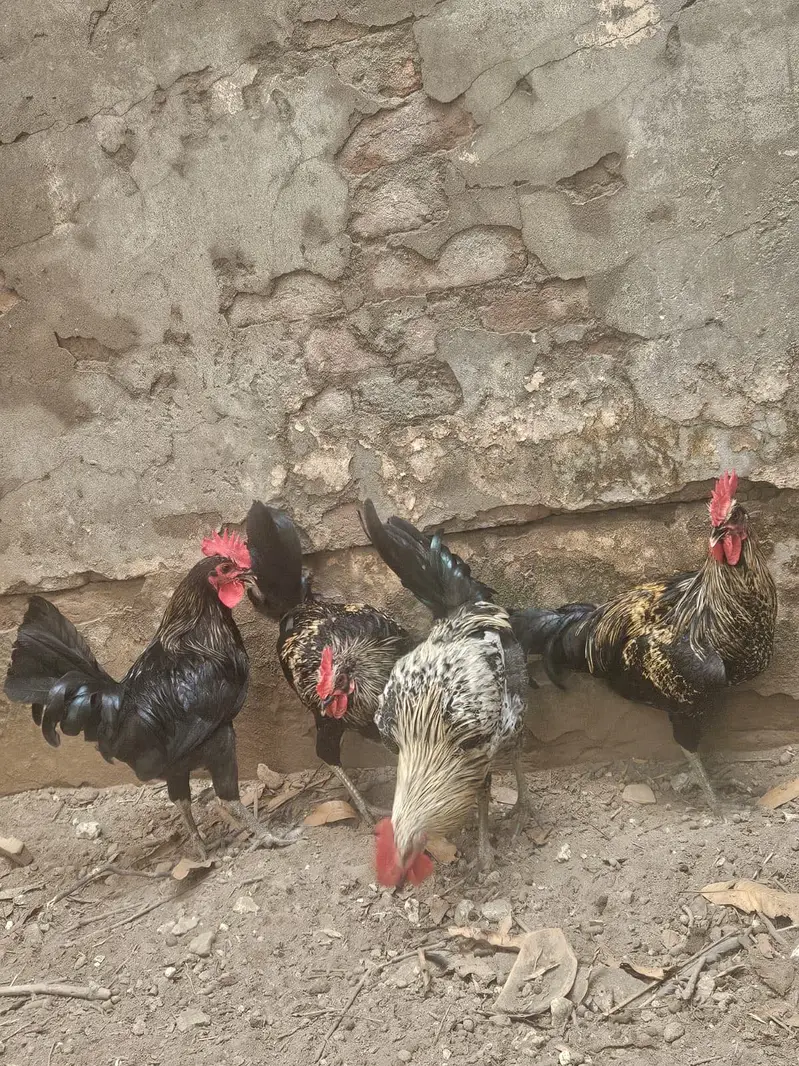 Australop Rooster (murgha) — photo 8