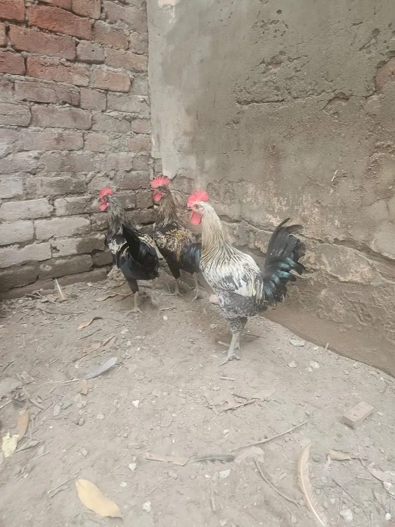 Australop Rooster (murgha) — photo 9