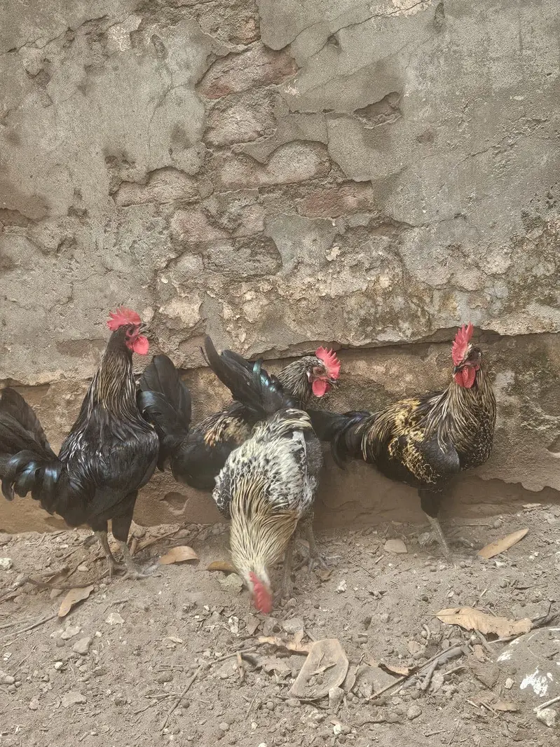 Australop Rooster (murgha) — photo 10