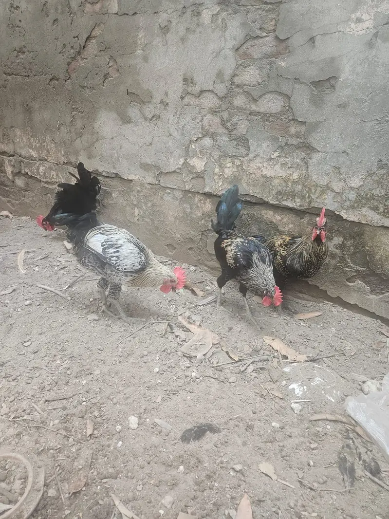 Australop Rooster (murgha) — photo 11
