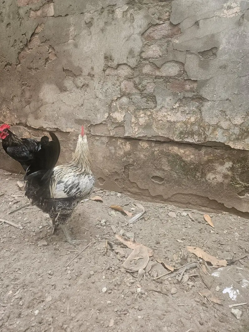 Australop Rooster (murgha) — photo 12
