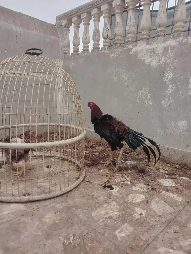 Dragon Parrotbeak Adult pair — photo 4