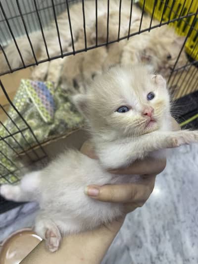 Triple coated Persian cat home cat breed fawn and white n brown babys
