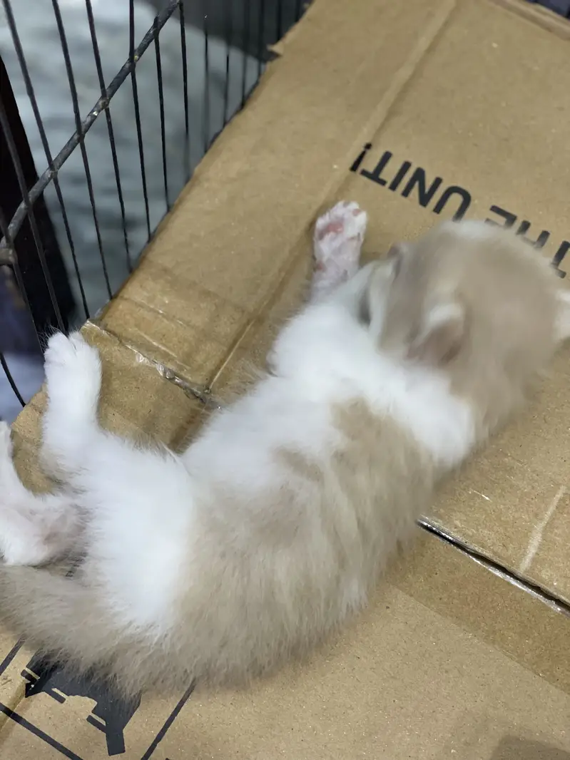 Triple coated Persian cat home cat breed fawn and white n brown babys — photo 2
