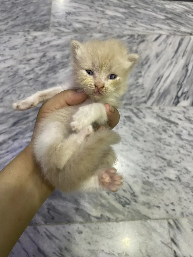Triple coated Persian cat home cat breed fawn and white n brown babys — photo 3
