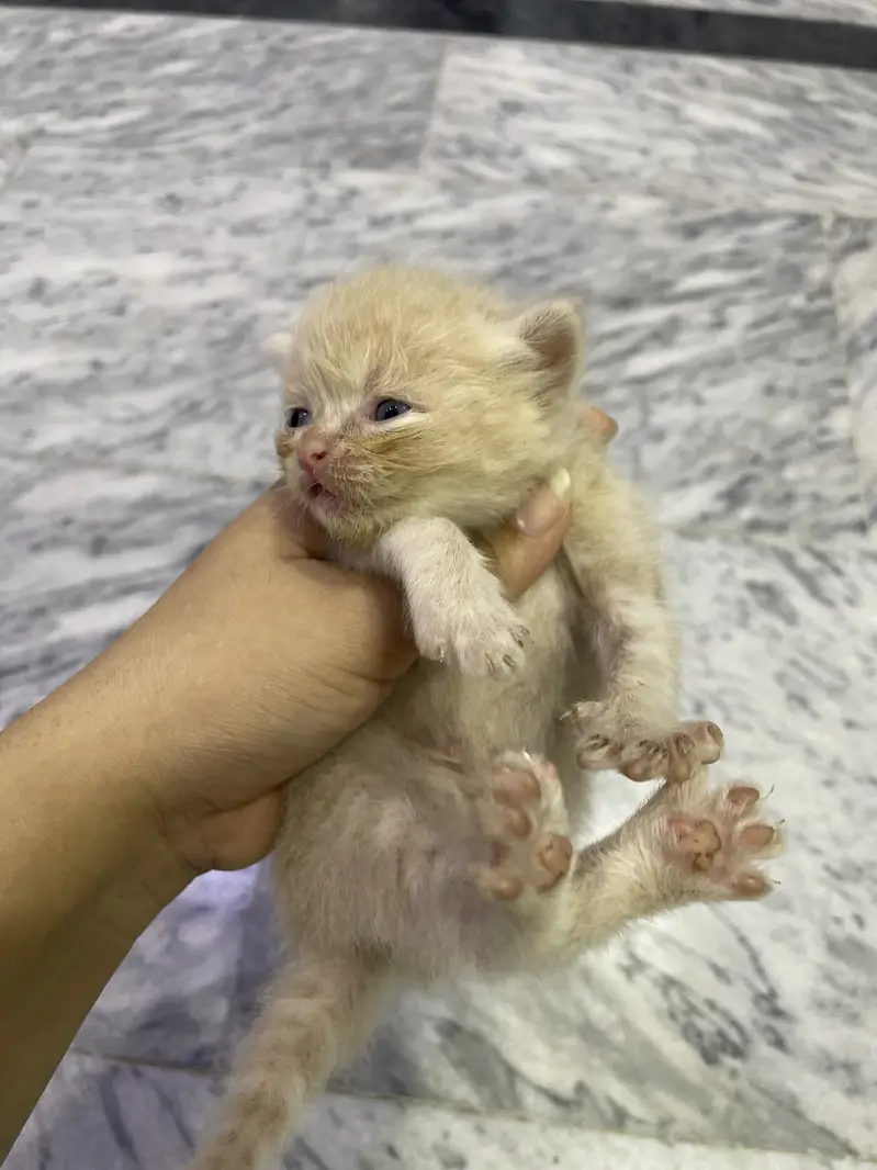 Triple coated Persian cat home cat breed fawn and white n brown babys — photo 4