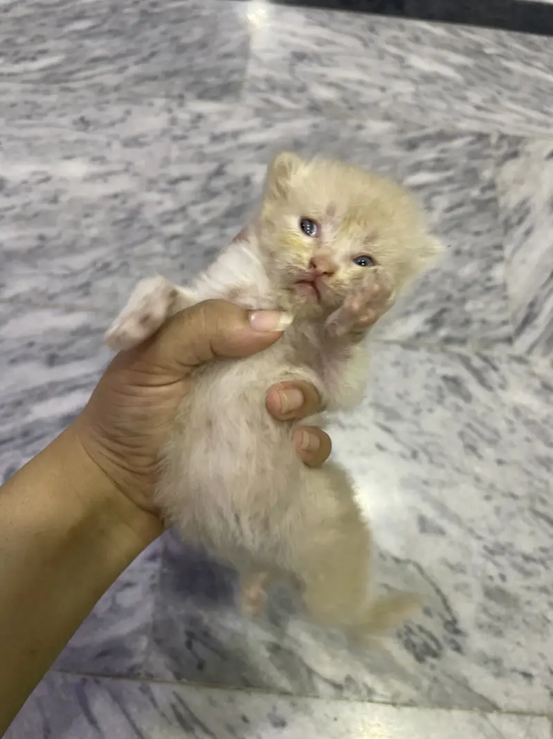 Triple coated Persian cat home cat breed fawn and white n brown babys — photo 5