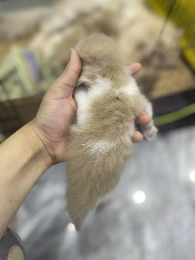 Triple coated Persian cat home cat breed fawn and white n brown babys — photo 6
