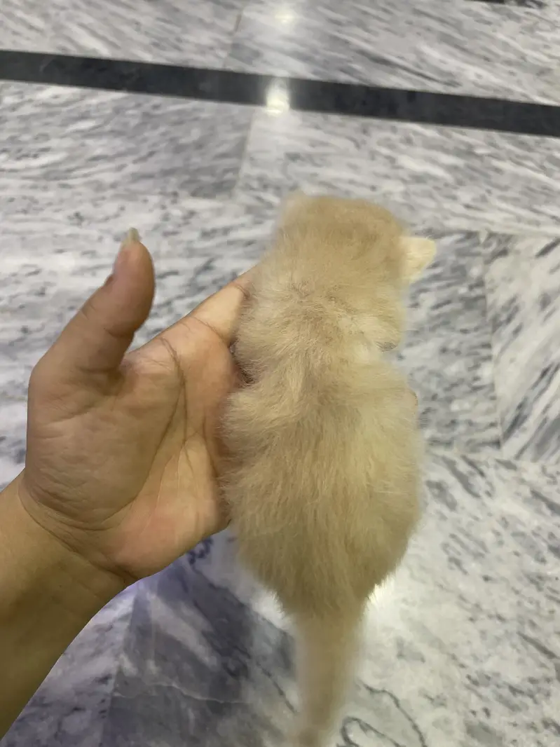 Triple coated Persian cat home cat breed fawn and white n brown babys — photo 7