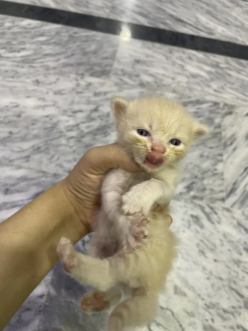 Triple coated Persian cat home cat breed fawn and white n brown babys — photo 8