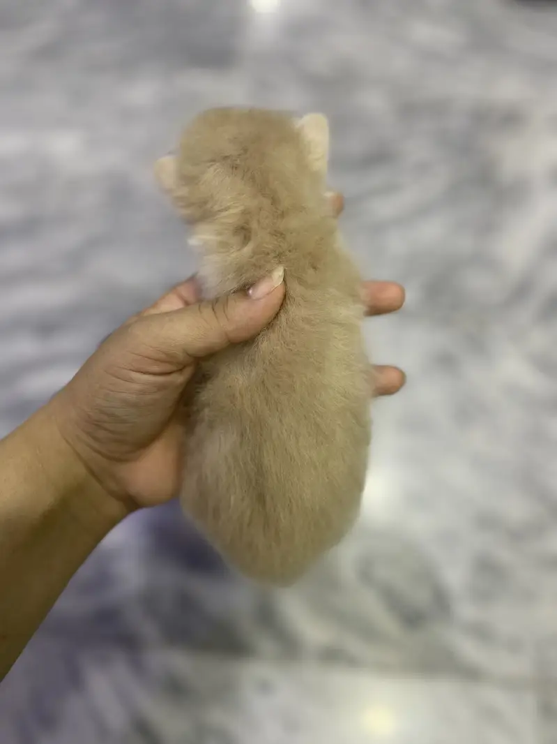 Triple coated Persian cat home cat breed fawn and white n brown babys — photo 9